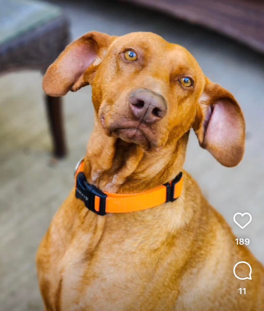 Enlarge Coni, a Adoptable mixed breed in Tehachapi, CA image 4/13