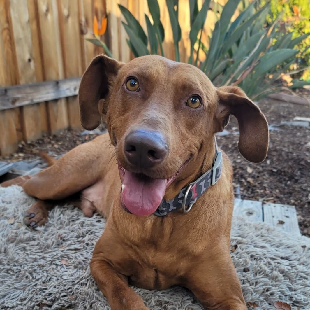 Enlarge Coni, a Adoptable mixed breed in Tehachapi, CA image 5/13