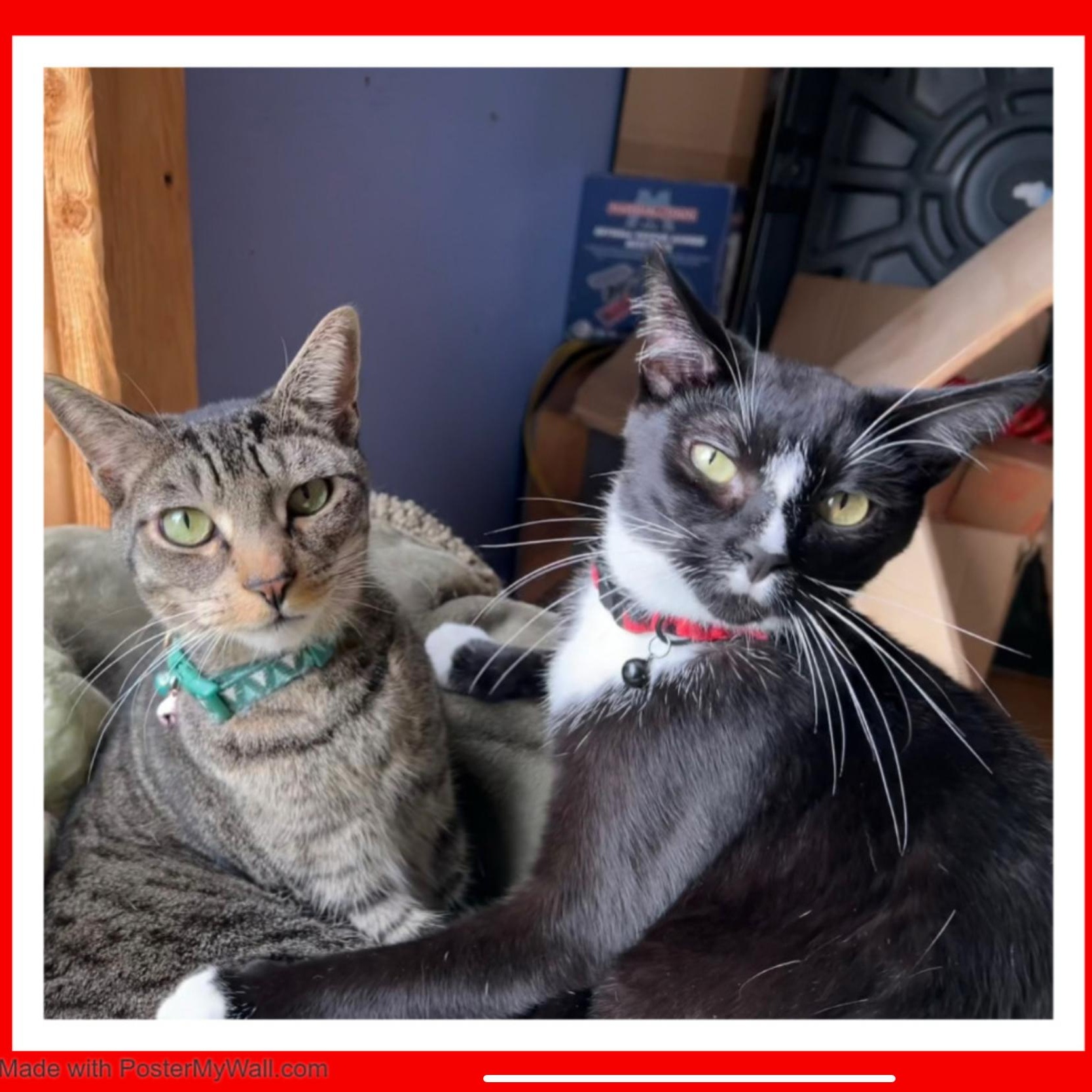 Enlarge Maverick & Lakota (Bonded Boys), a Adoptable mixed breed in Tualatin, OR image 2/6