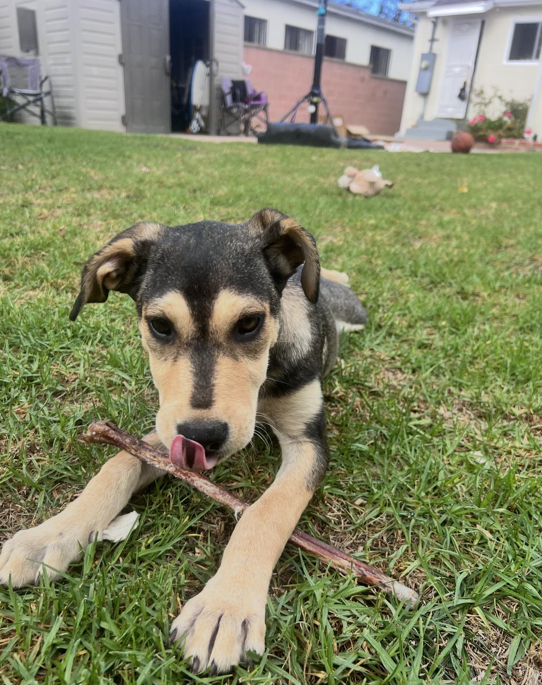 Wanda, a Adoptable mixed breed in Los Angeles, CA image 2/4