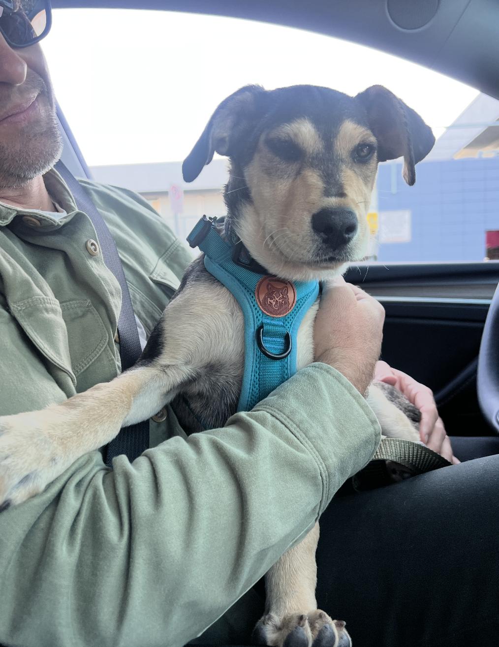 Wanda, a Adoptable mixed breed in Los Angeles, CA image 3/4