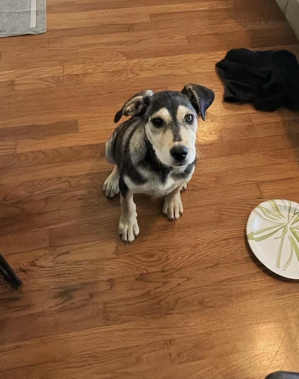 Wanda, a Adoptable mixed breed in Los Angeles, CA image 1/4