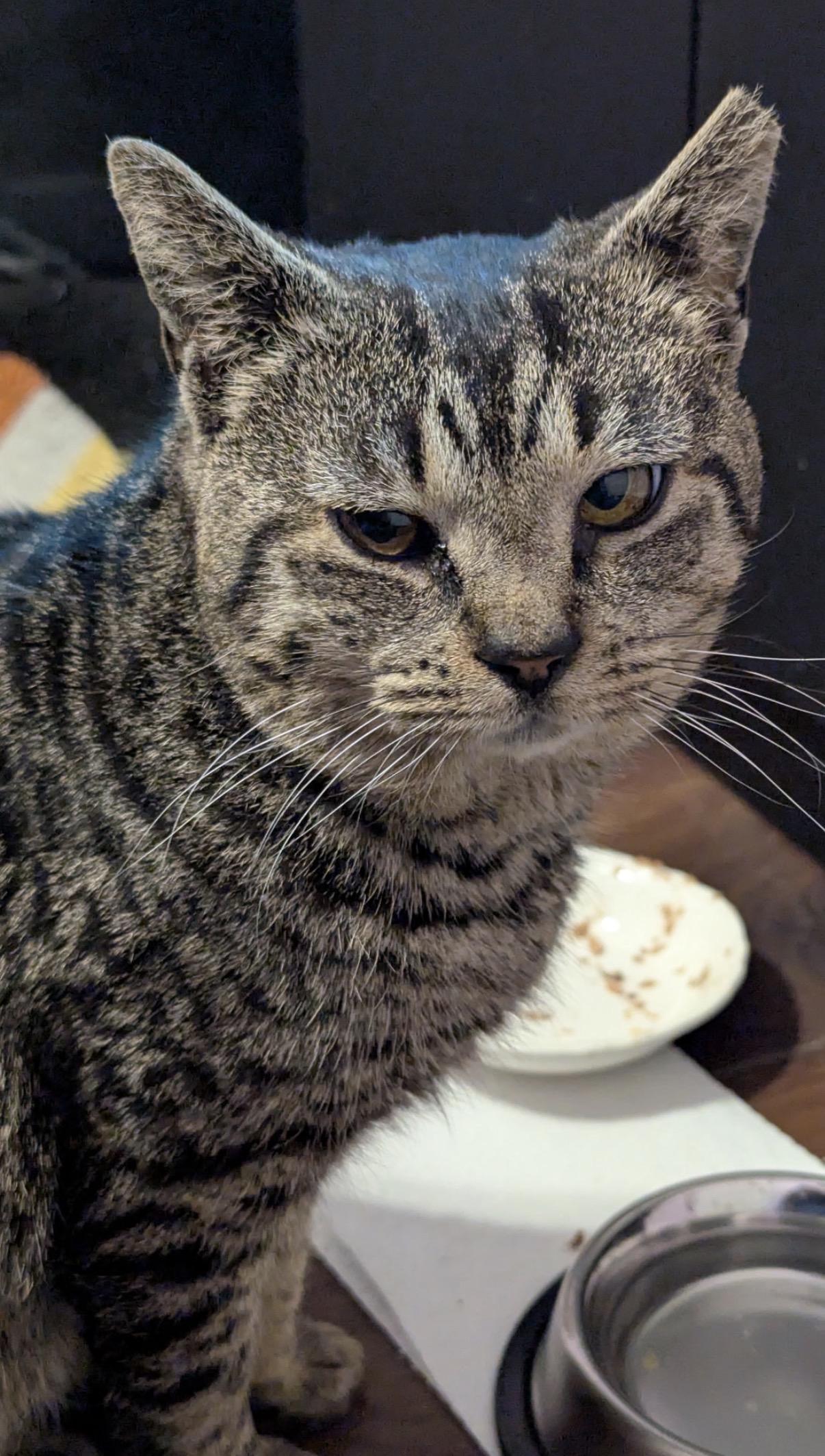 Enlarge Dorian , an adopted Domestic Short Hair in Old Bridge, NJ image 3/4