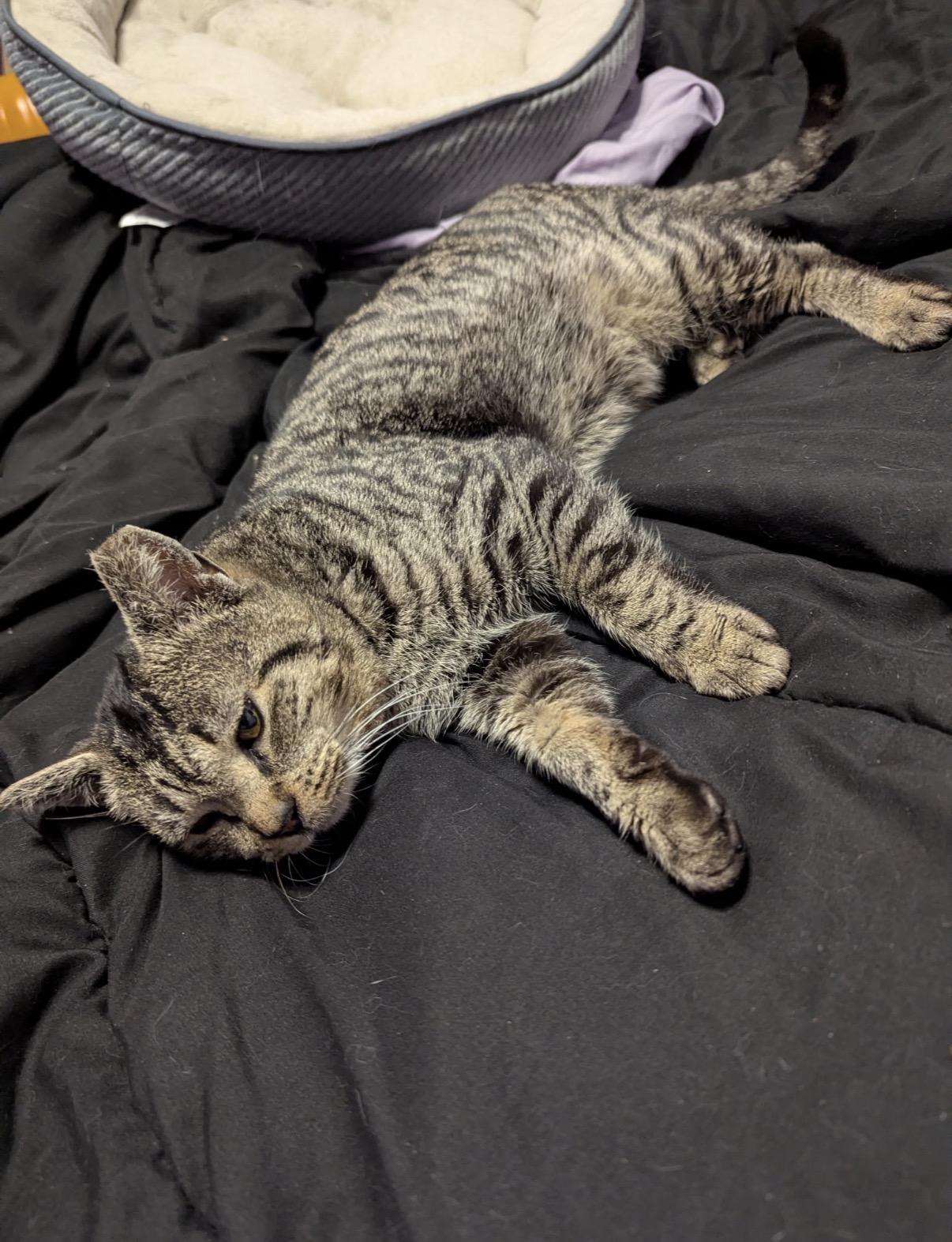 Enlarge Dorian , an adopted Domestic Short Hair in Old Bridge, NJ image 2/4