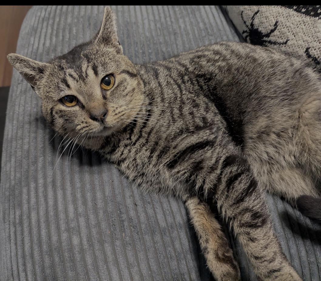 Dorian , adopted, Adult Male Domestic Short Hair.
