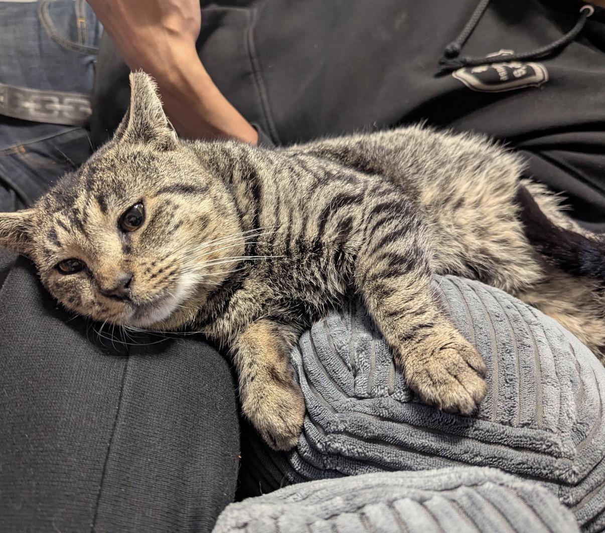 Enlarge Dorian , an adopted Domestic Short Hair in Old Bridge, NJ image 4/4