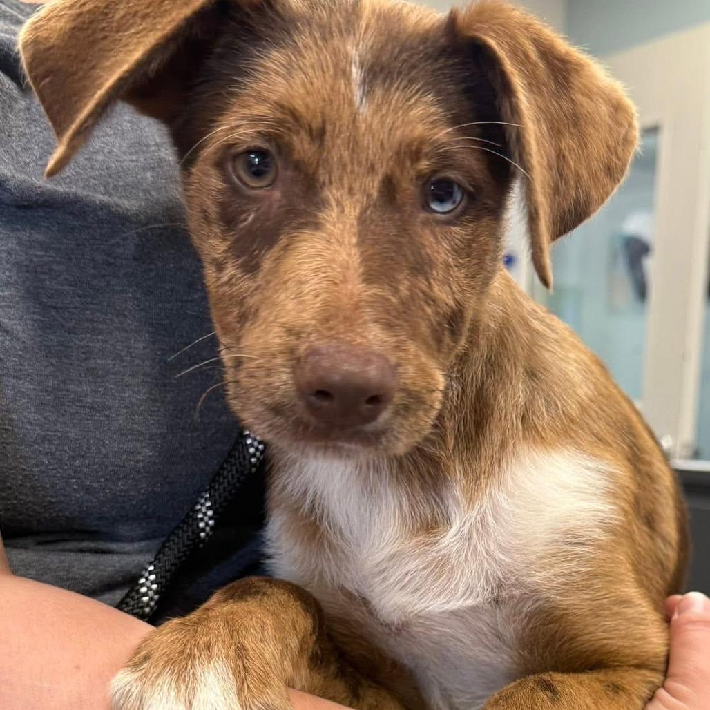 Enlarge Scout, a Adoptable mixed breed in Tulsa, OK image 1/1