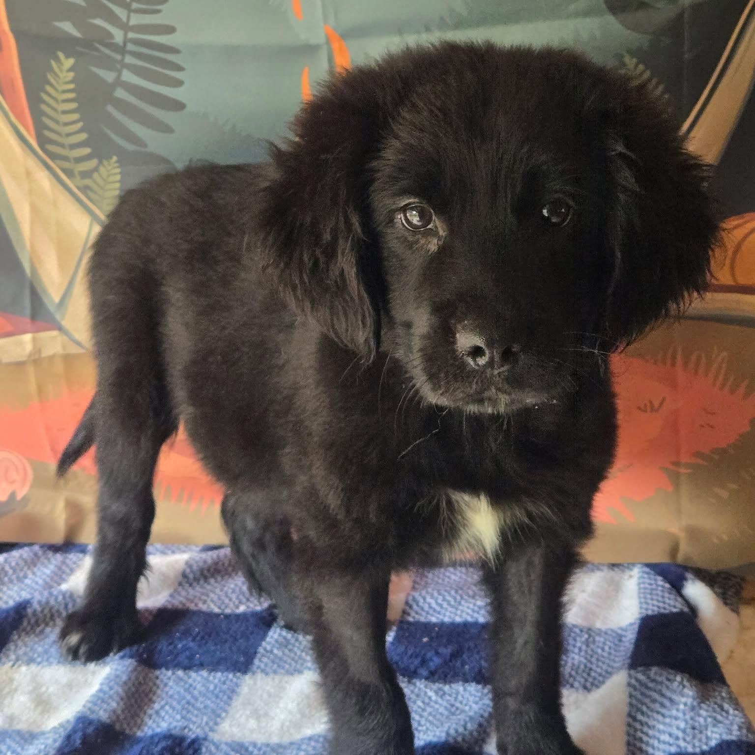 Enlarge Abby, a Adoptable mixed breed in Tylertown, MS image 2/2