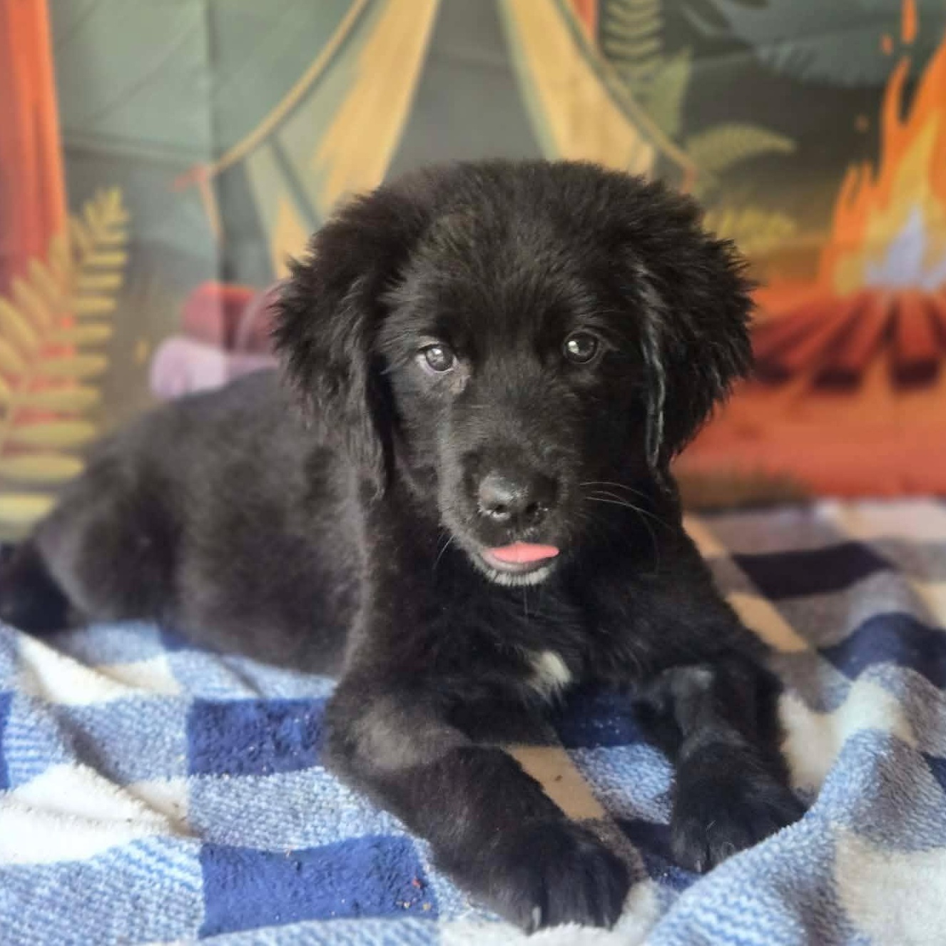 Abby, Adoptable, Puppy Female Spaniel & Retriever.