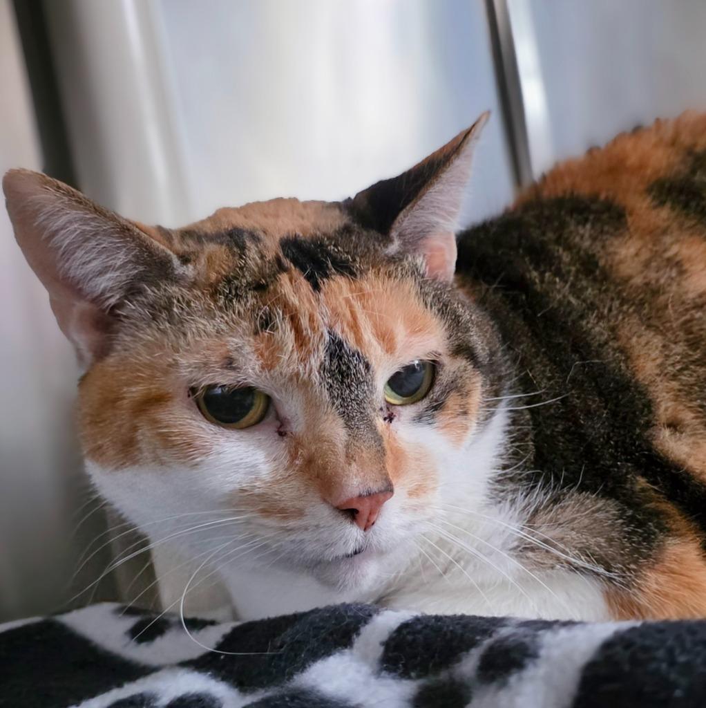 Enlarge Monkey, a Adoptable Calico in New Manchester, WV image 1/2