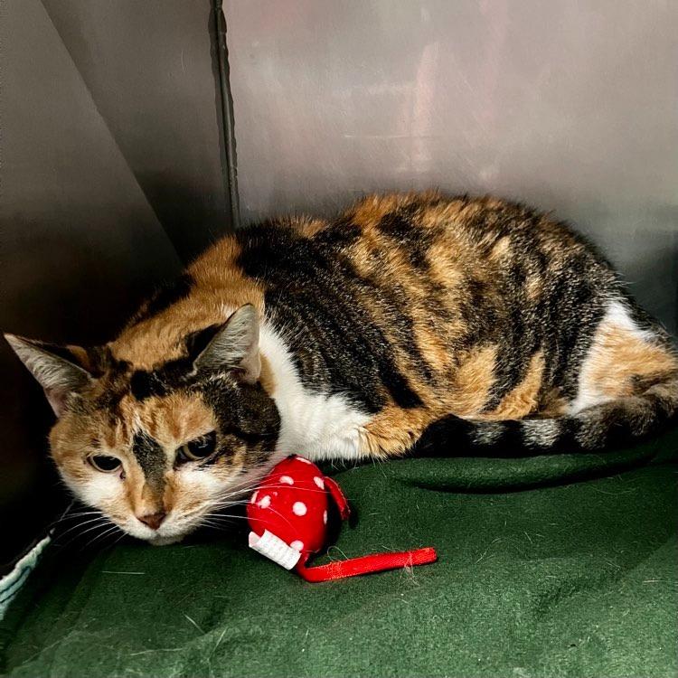 Enlarge Monkey, a Adoptable Calico in New Manchester, WV image 2/2
