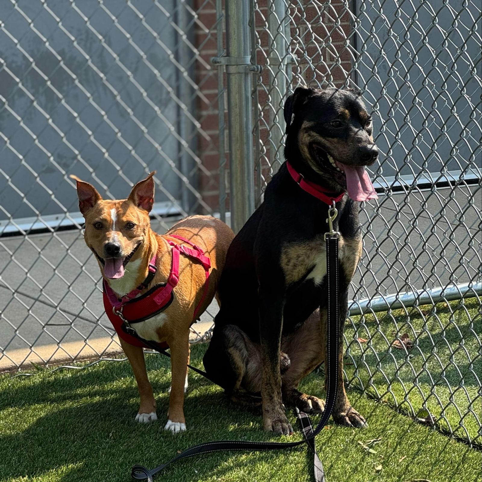 Enlarge Bolt, a Adoptable Mixed Breed in Shelburne, VT image 1/3