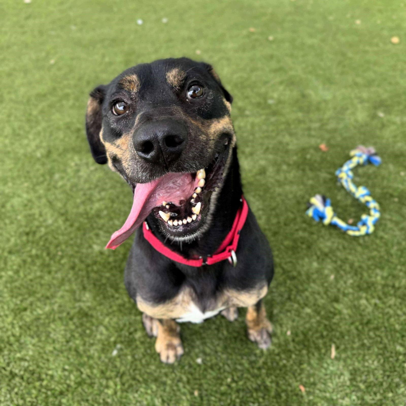 Enlarge Bolt, a Adoptable Mixed Breed in Shelburne, VT image 2/3