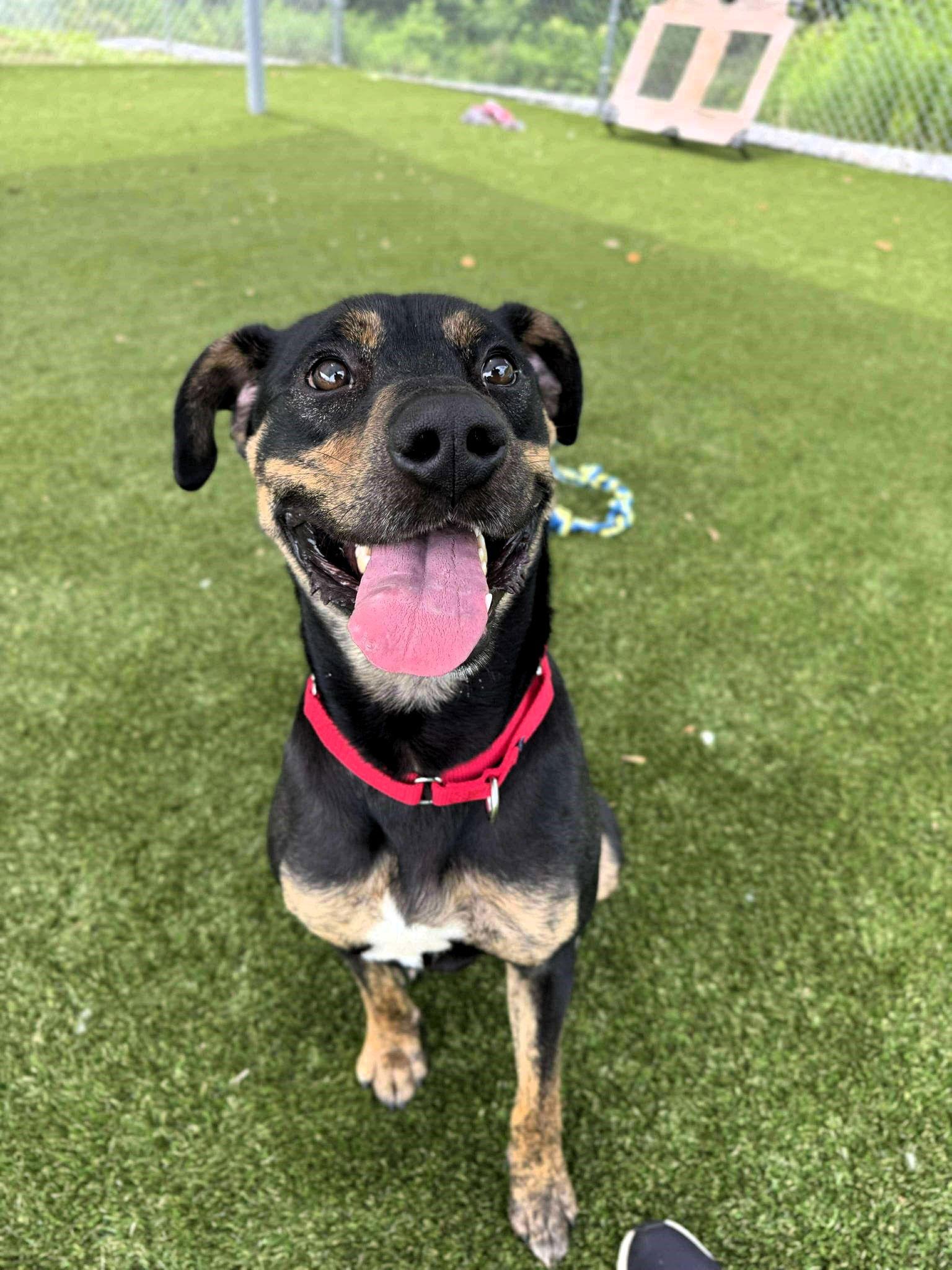 Enlarge Bolt, a Adoptable Mixed Breed in Shelburne, VT image 3/3