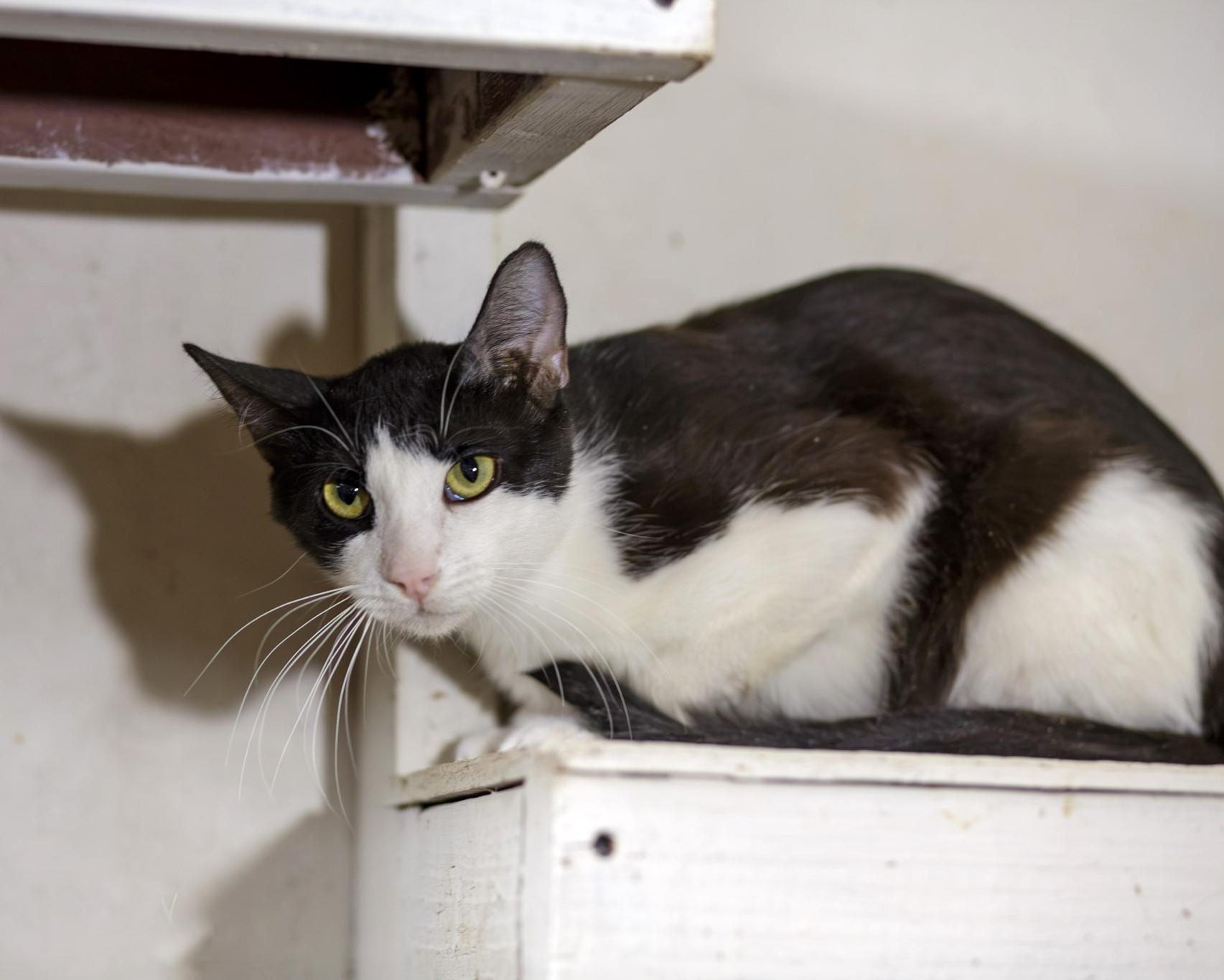 Dopey, ADOPTABLE, Adult Male Domestic Short Hair.