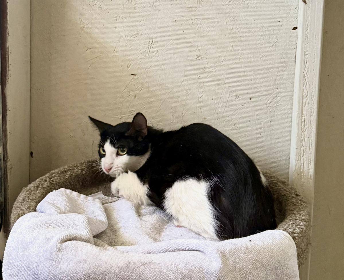 Enlarge Dopey, a ADOPTABLE Domestic Short Hair in Marana, AZ image 1/1