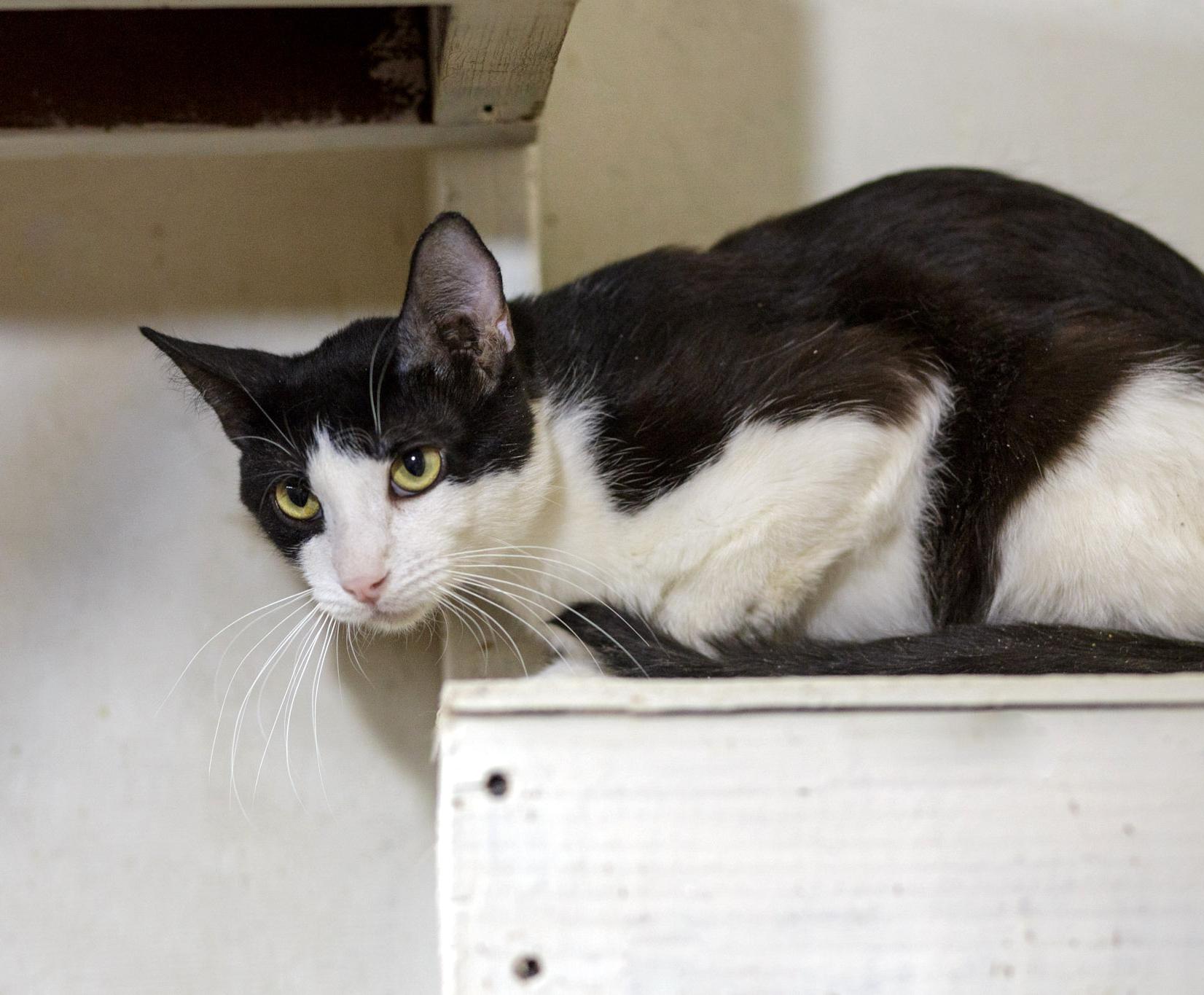 Dopey, a ADOPTABLE Domestic Short Hair in Marana, AZ image 2/2