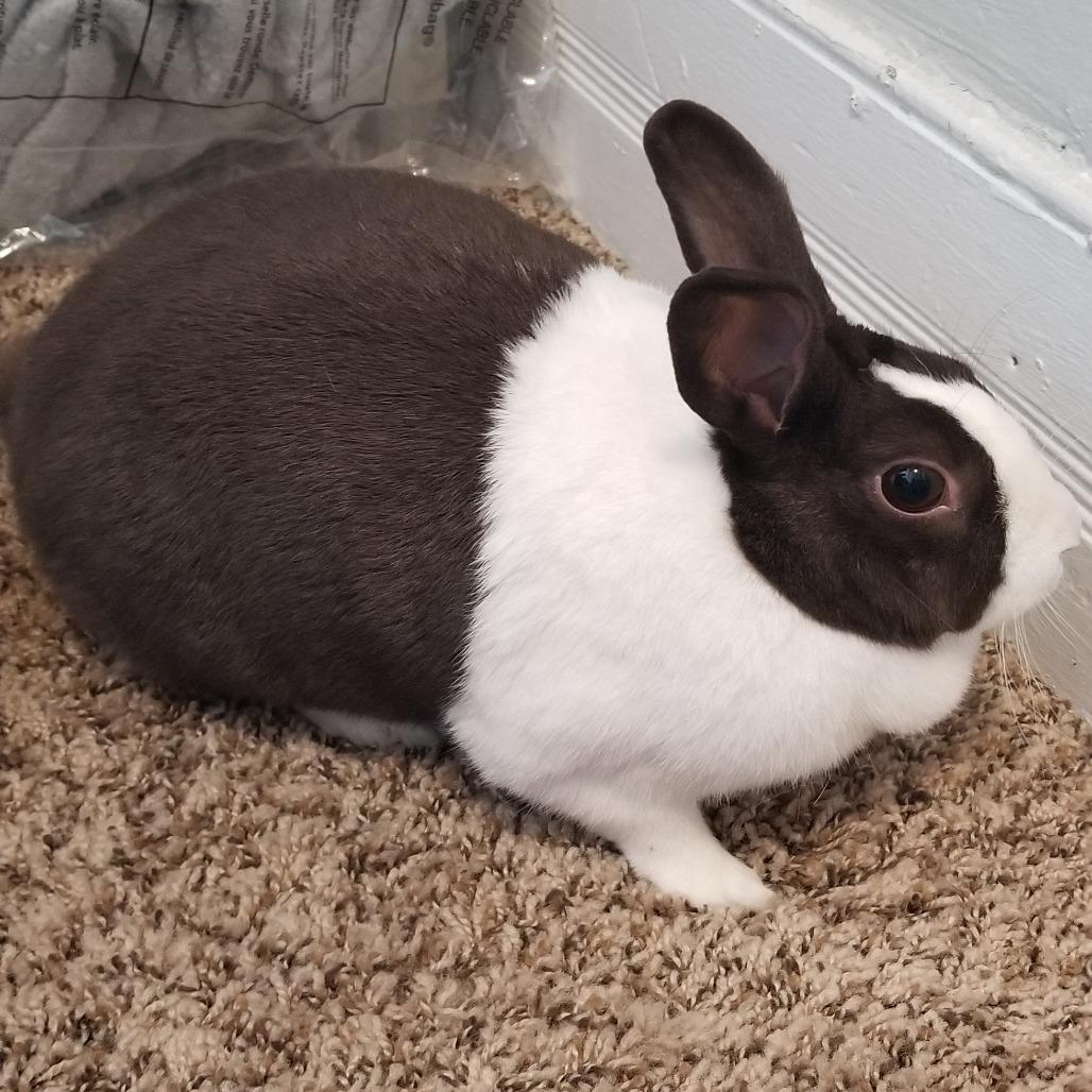 Lady, Adoptable, Adult Female Satin.