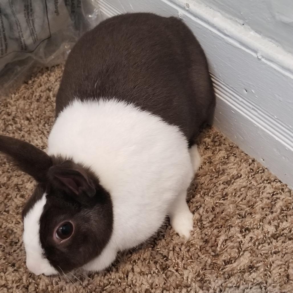 Enlarge Lady, a Adoptable Satin in Lynchburg, VA image 2/3