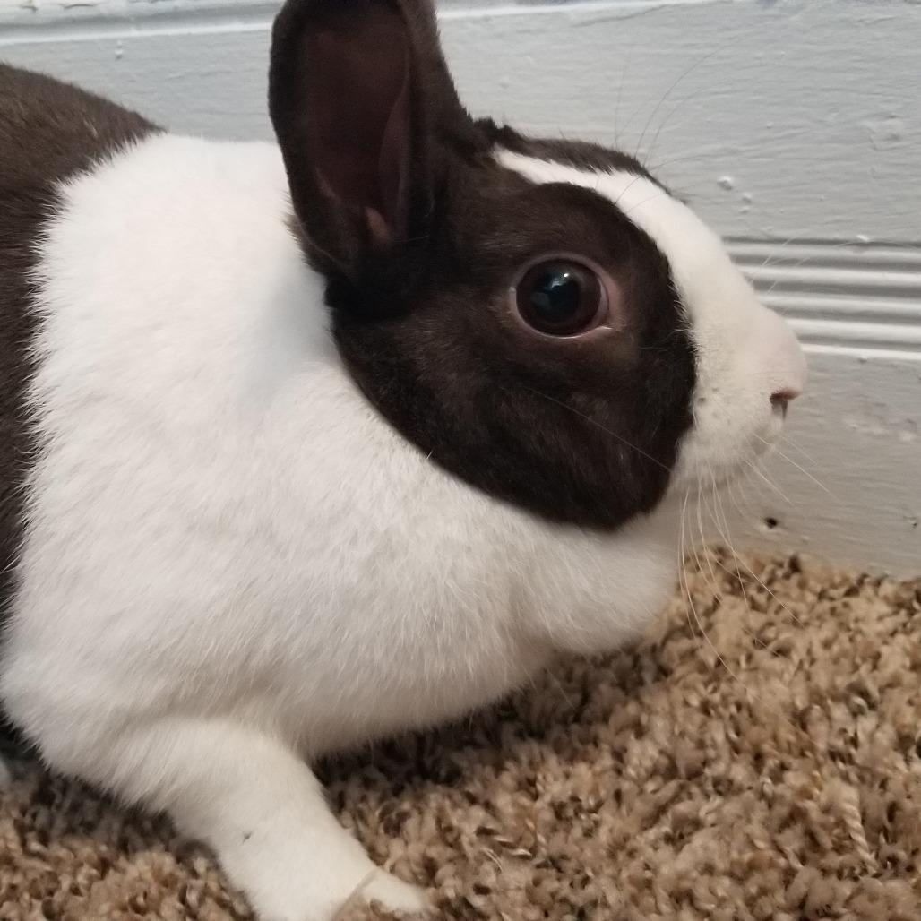 Enlarge Lady, a Adoptable Satin in Lynchburg, VA image 3/3