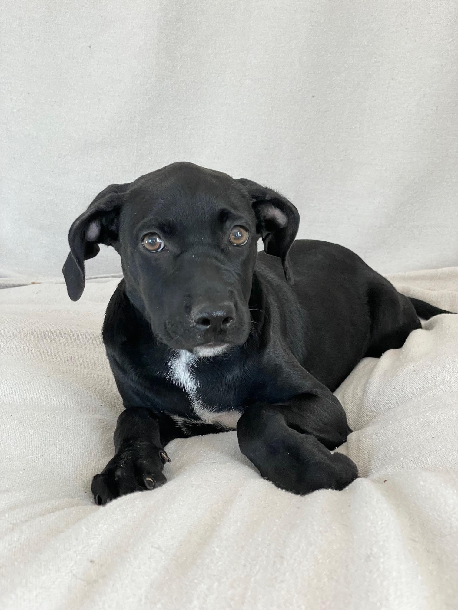 tender sweet Elin, ADOPTABLE, Puppy Female Labrador Retriever & Hound.