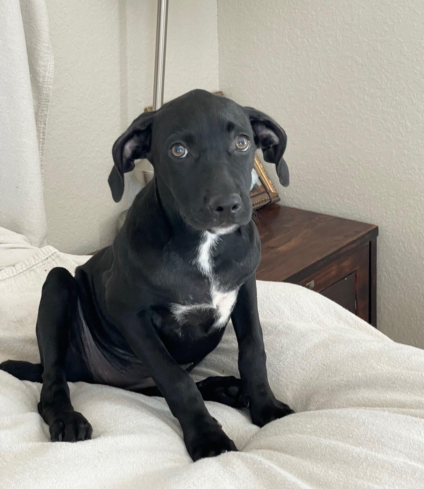 tender sweet Elin, a ADOPTABLE mixed breed in West Hartford , CT image 2/4