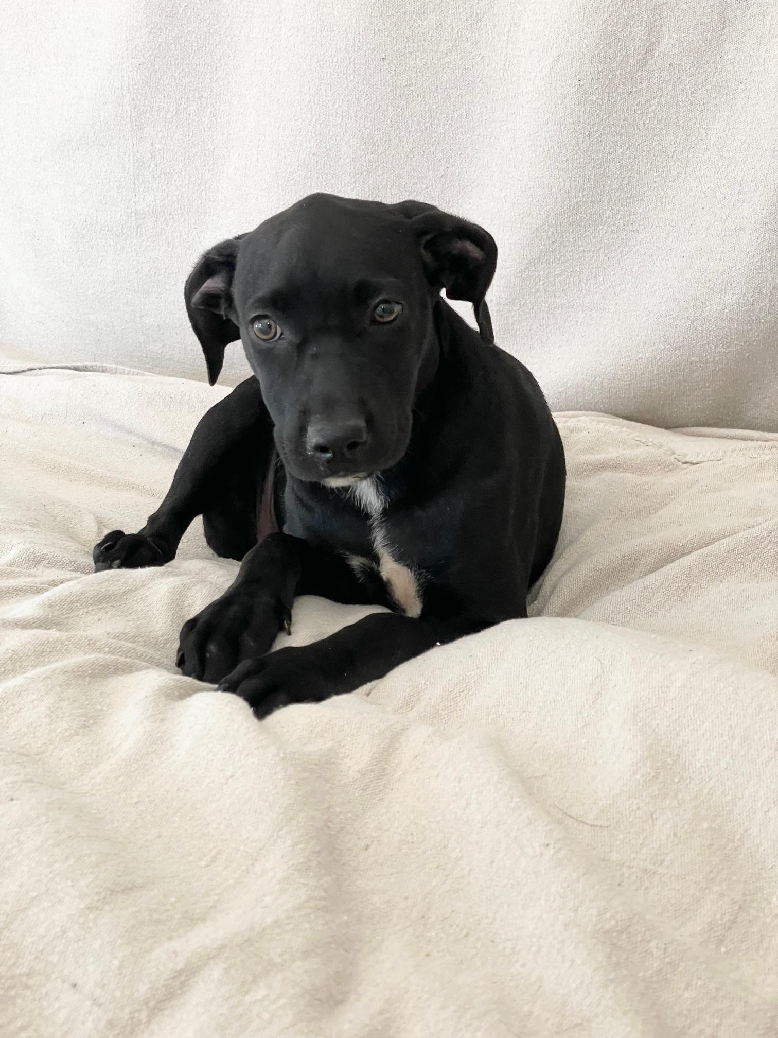 tender sweet Elin, a ADOPTABLE mixed breed in West Hartford , CT image 3/4