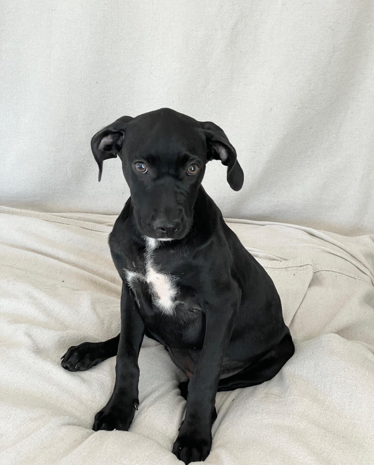 tender sweet Elin, a ADOPTABLE mixed breed in West Hartford , CT image 4/4