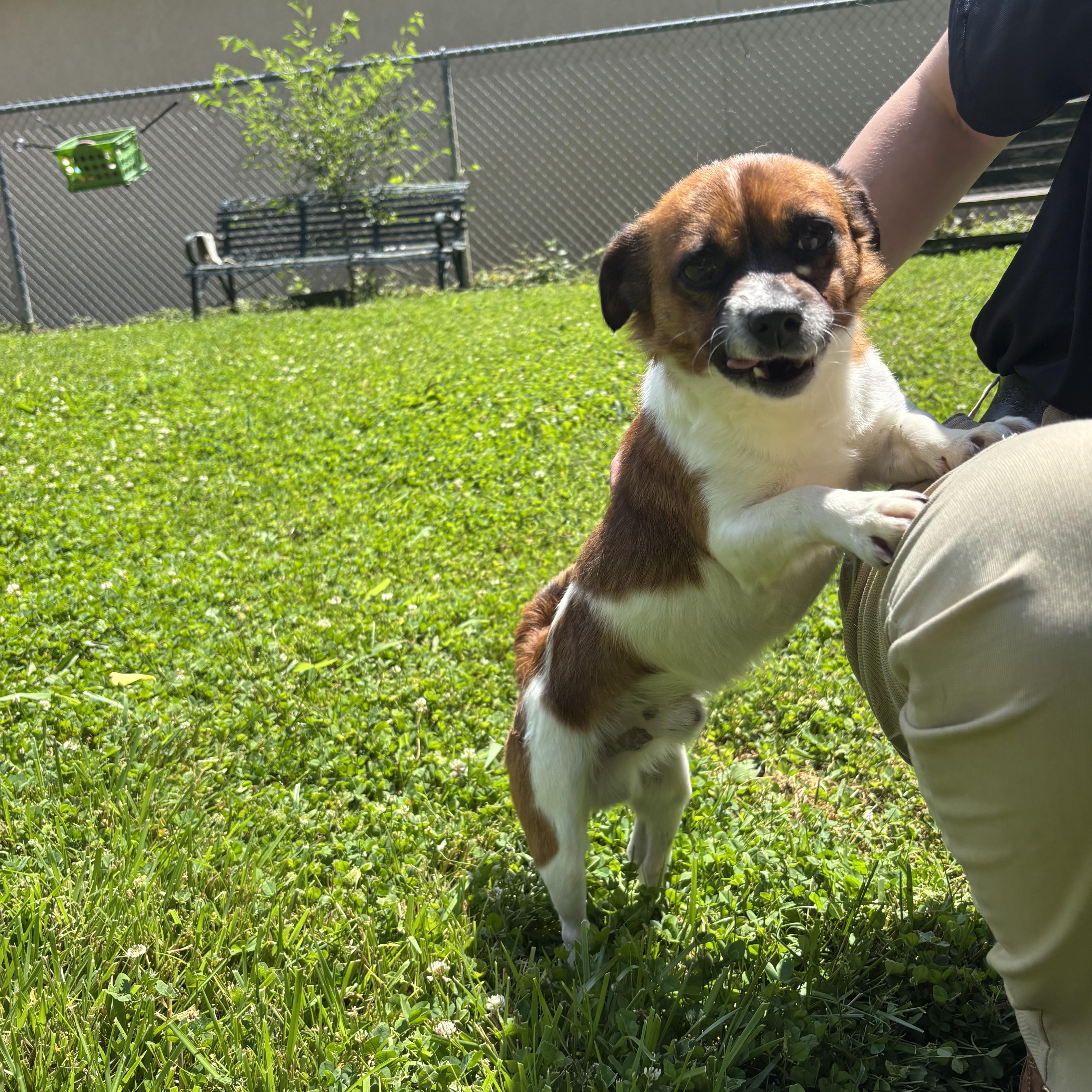 Lynyrd, adopted, Adult Male Mixed Breed.