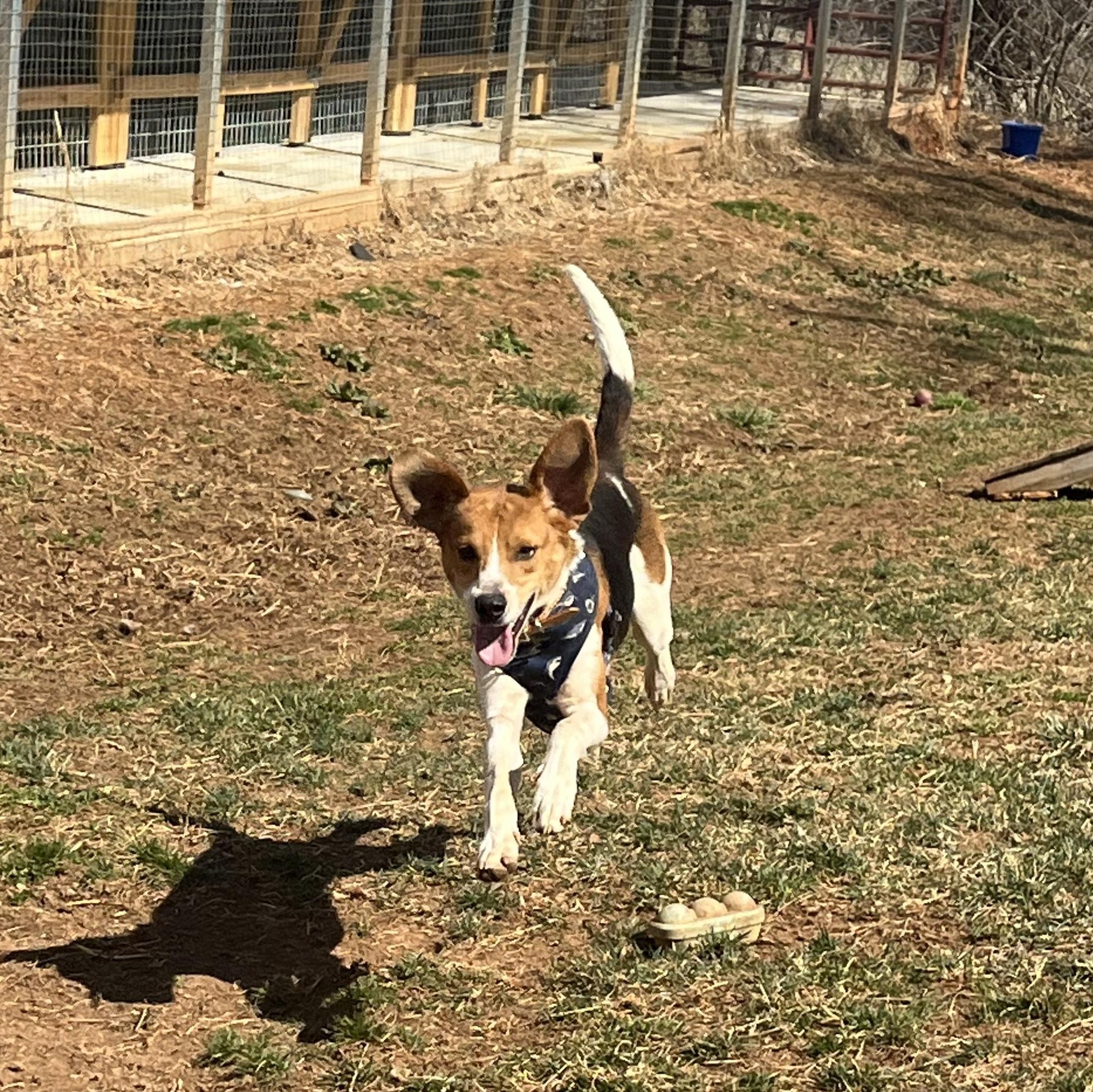 Beans, an adoptable Foxhound in Stoughton, MA, 02072 | Photo Image 6