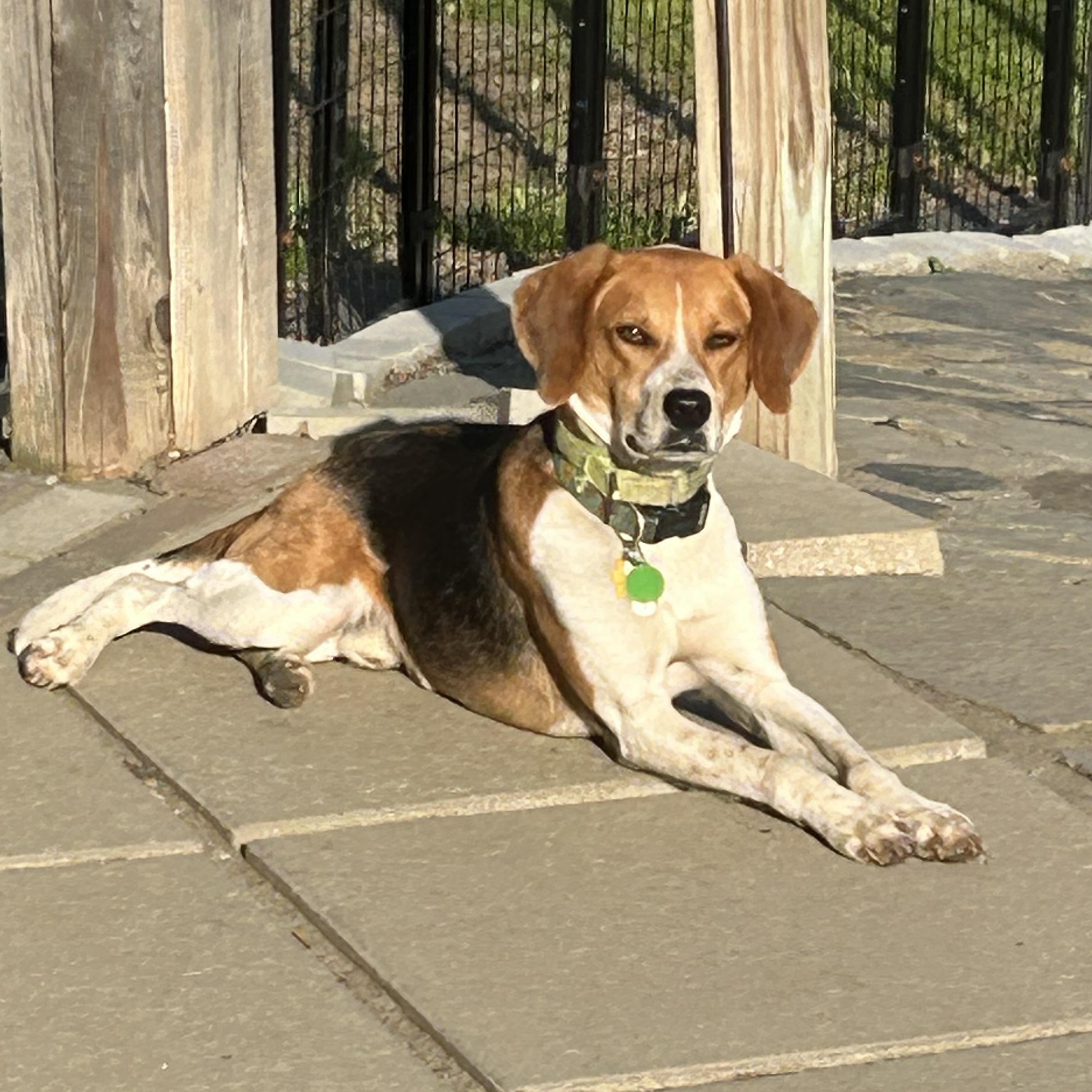 Beans, an adoptable Foxhound in Stoughton, MA, 02072 | Photo Image 5
