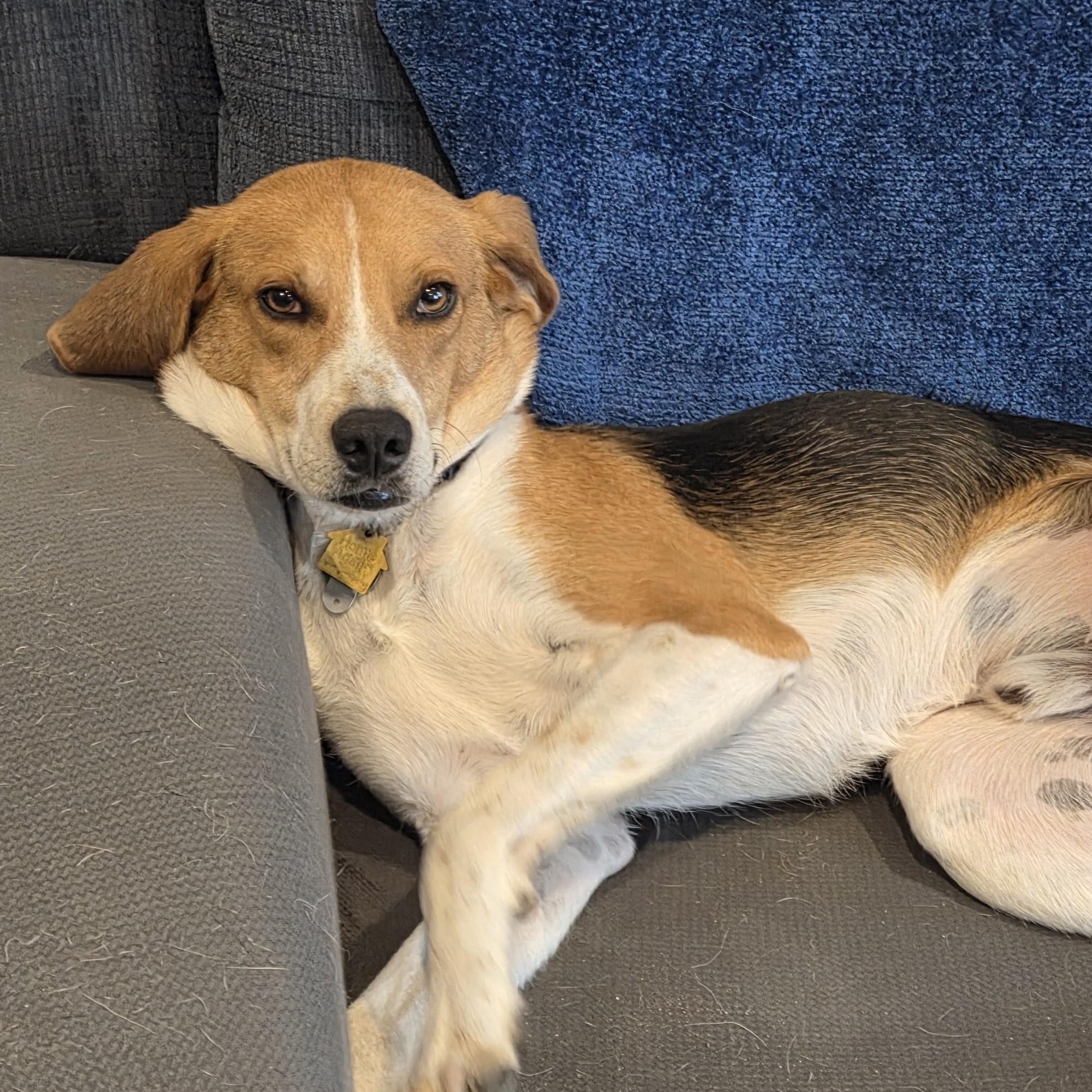Beans, an adoptable Foxhound in Stoughton, MA, 02072 | Photo Image 3