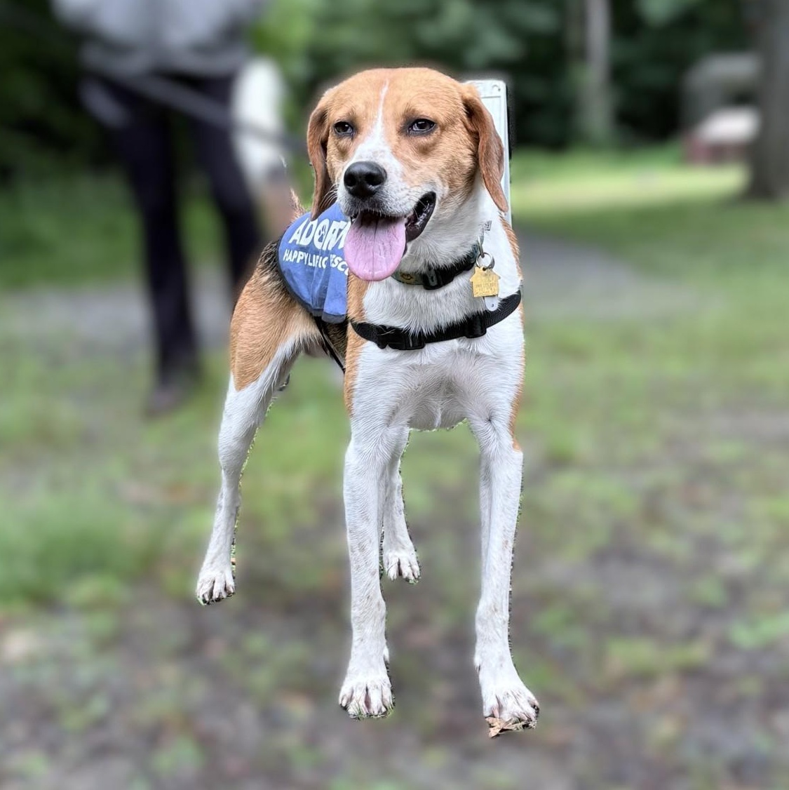 Beans, an adoptable Foxhound in Stoughton, MA, 02072 | Photo Image 2