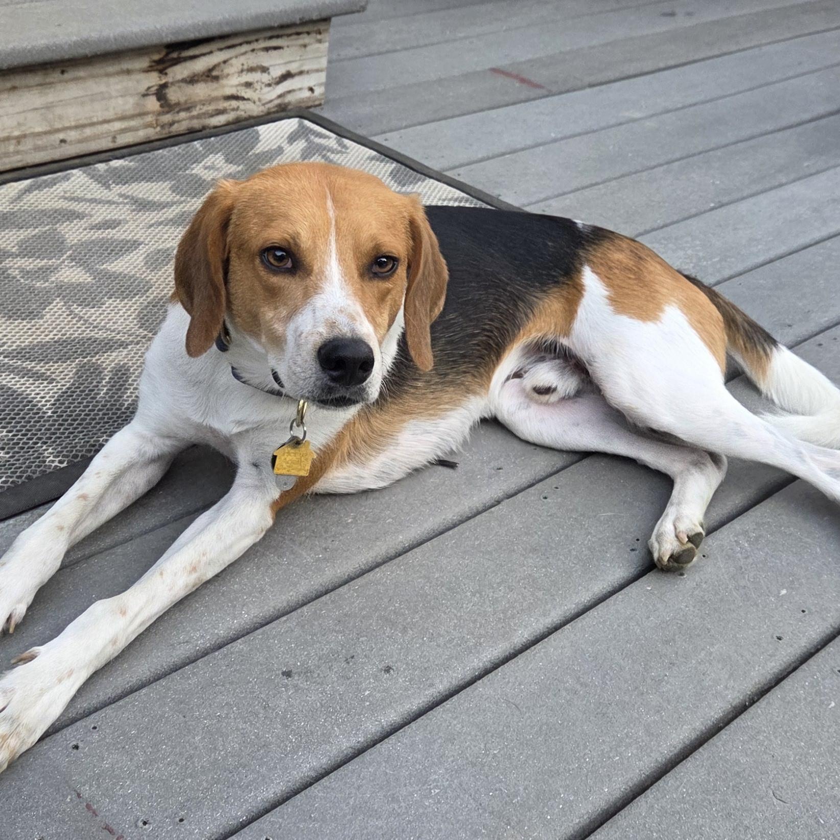 Beans, an adoptable Foxhound in Stoughton, MA, 02072 | Photo Image 1