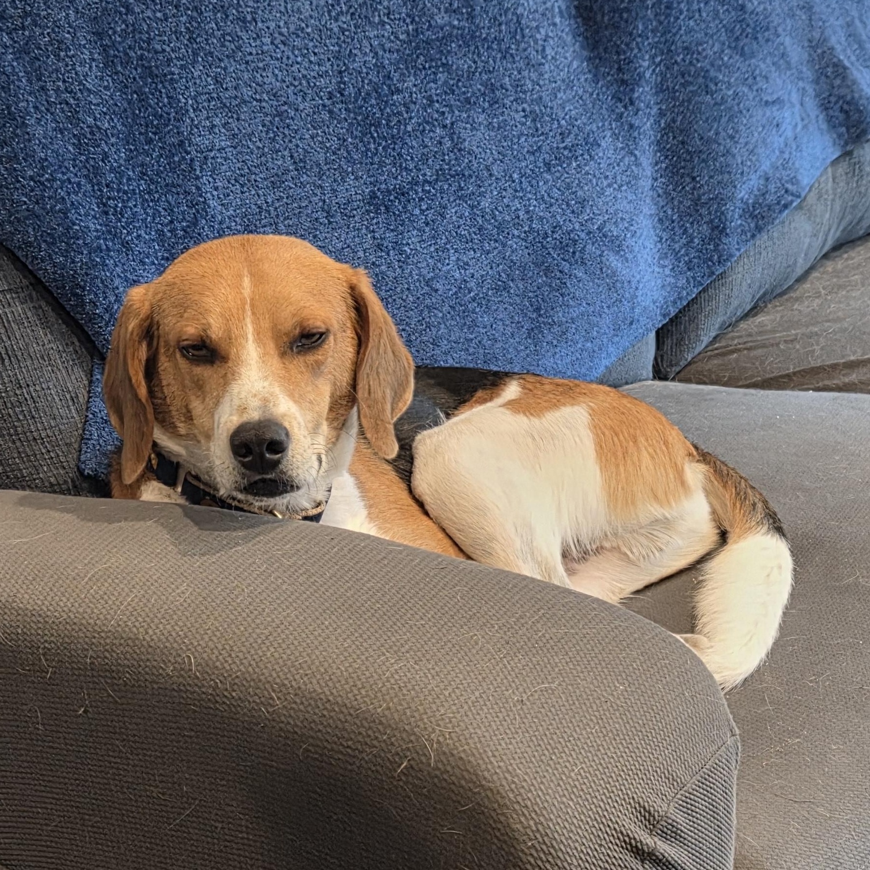 Beans, an adoptable Foxhound in Stoughton, MA, 02072 | Photo Image 4
