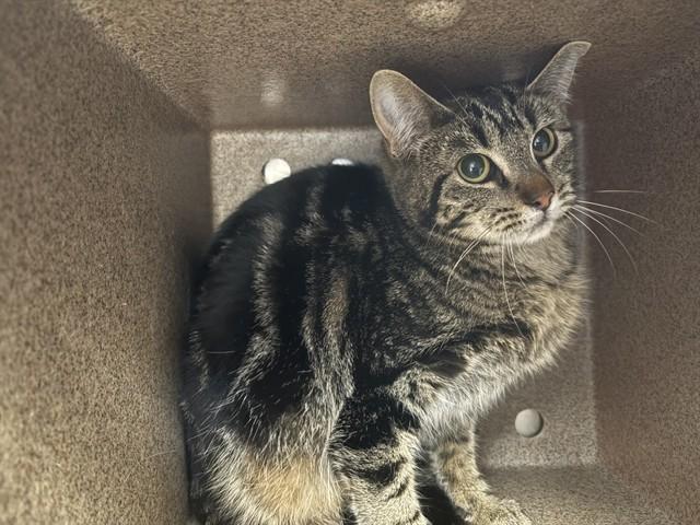 OLIVE IN THE BARN, Adoptable, Kitten Female Domestic Short Hair.