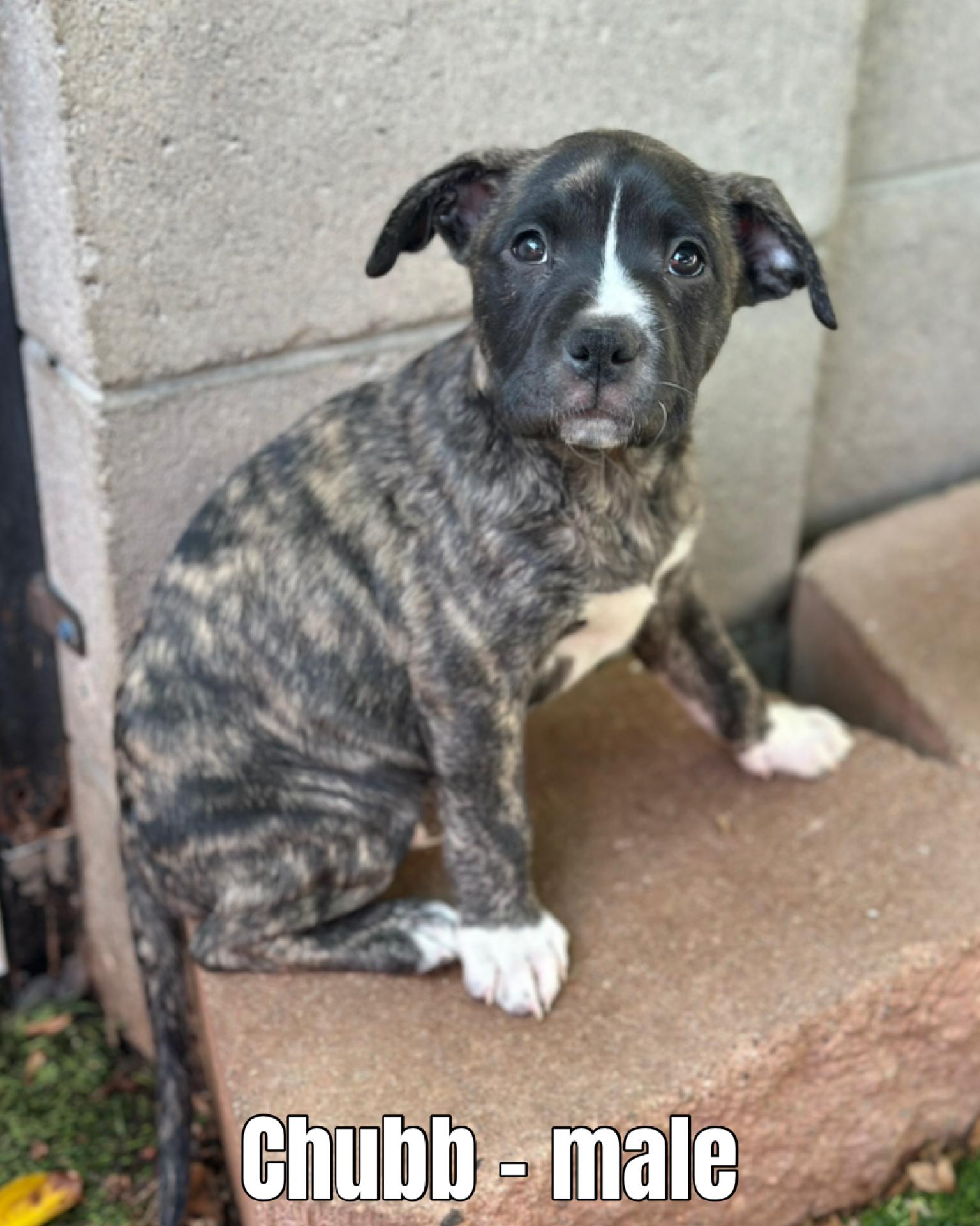 Enlarge Golden Pit Pups, a ADOPTABLE mixed breed in Glendale, AZ image 4/4