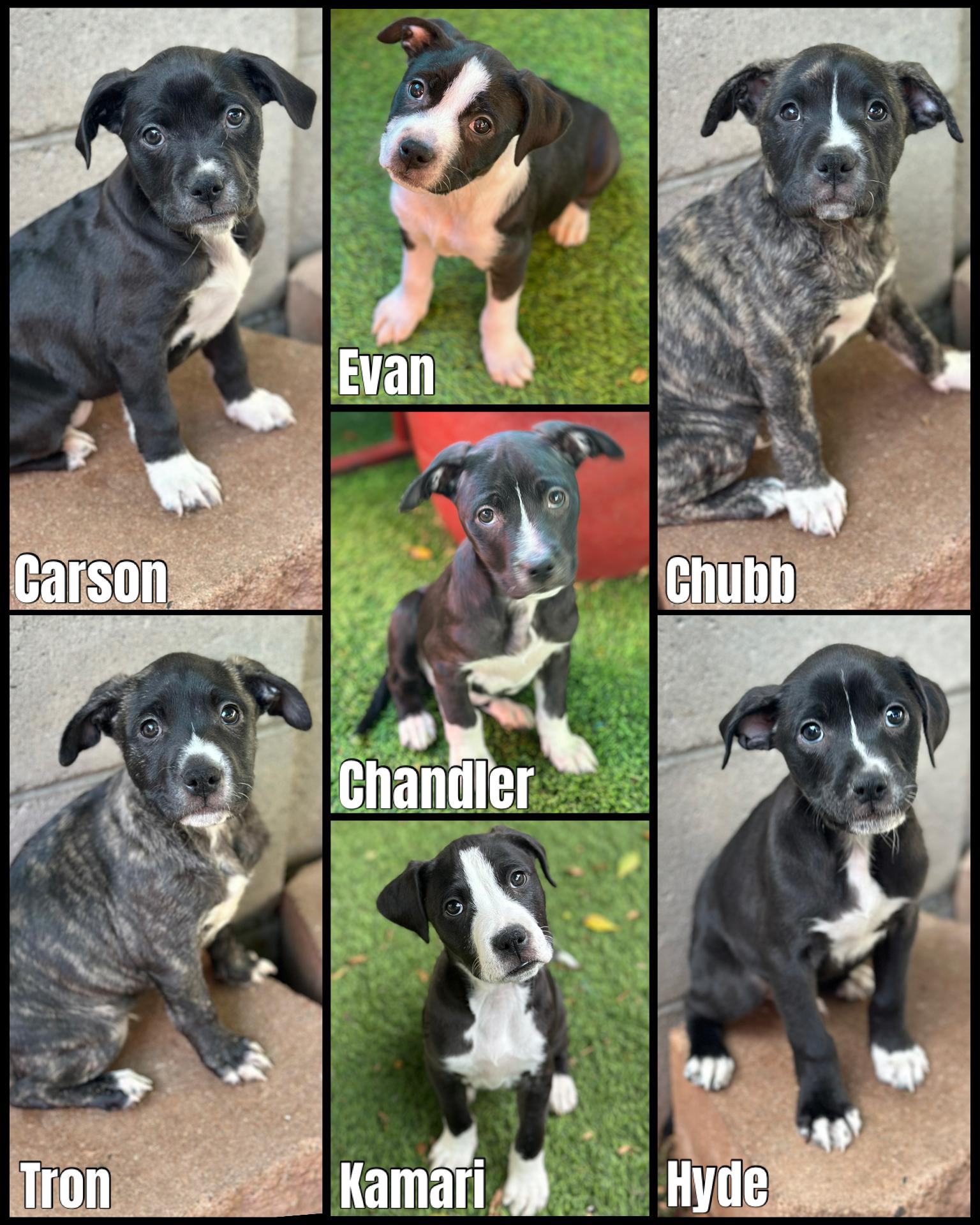 Golden Pit Pups, ADOPTABLE, Young Female Golden Retriever & Pit Bull Terrier.