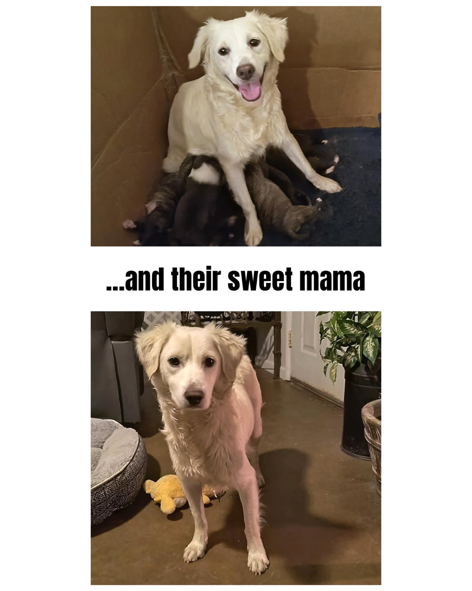 Enlarge Golden Pit Pups, a ADOPTABLE mixed breed in Glendale, AZ image 2/4