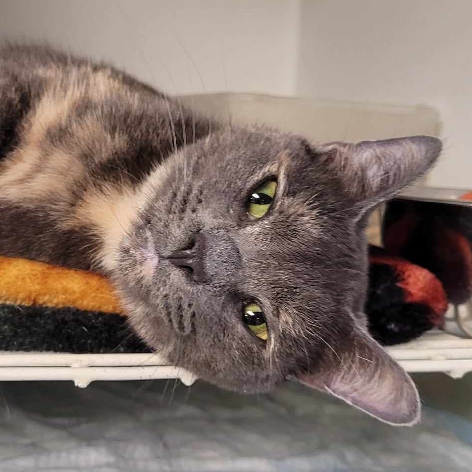 Olivia — thumbnail 3