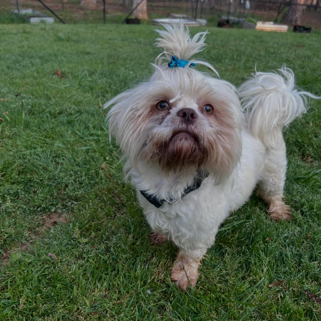 Simba, Adoptable, Adult Male Shih Tzu.