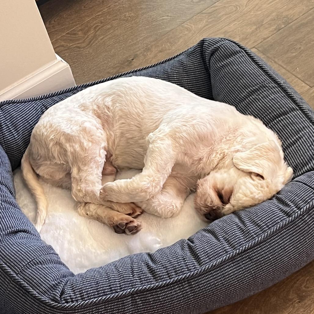 Enlarge Simba, a Adoptable Shih Tzu in Griffin, GA image 2/4