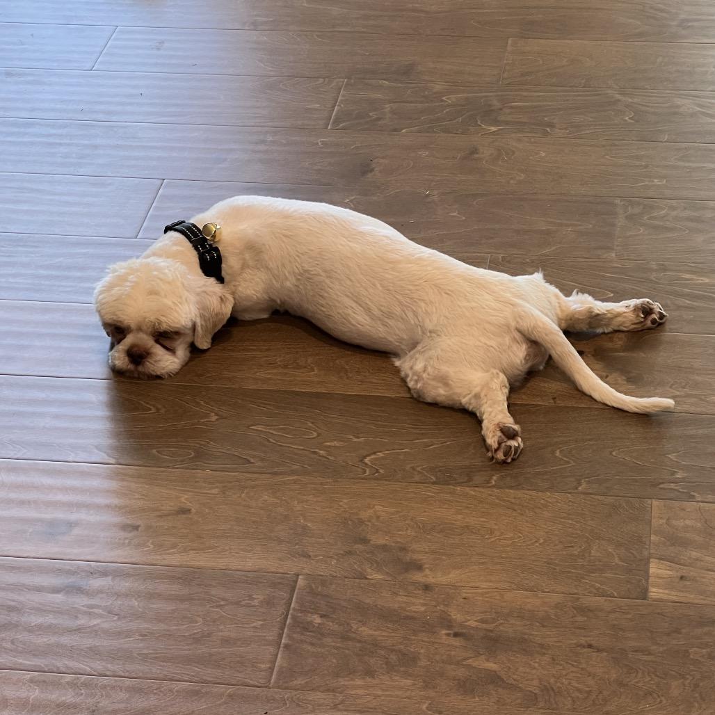 Enlarge Simba, a Adoptable Shih Tzu in Griffin, GA image 3/4