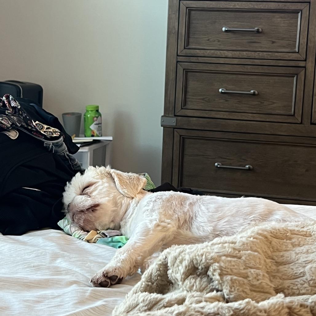 Enlarge Simba, a Adoptable Shih Tzu in Griffin, GA image 4/4