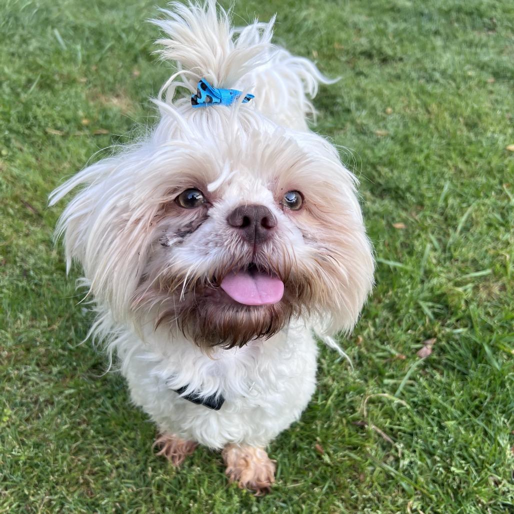 Enlarge Simba, a Adoptable Shih Tzu in Griffin, GA image 2/2