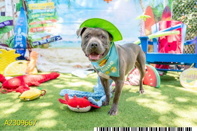 Enlarge BOLO, a Adoptable Mixed Breed in West Palm Beach, FL image 1/1