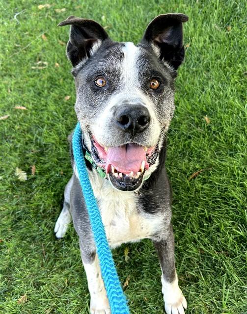 Enlarge HARRY, a Adoptable mixed breed in Sacramento, CA image 1/1