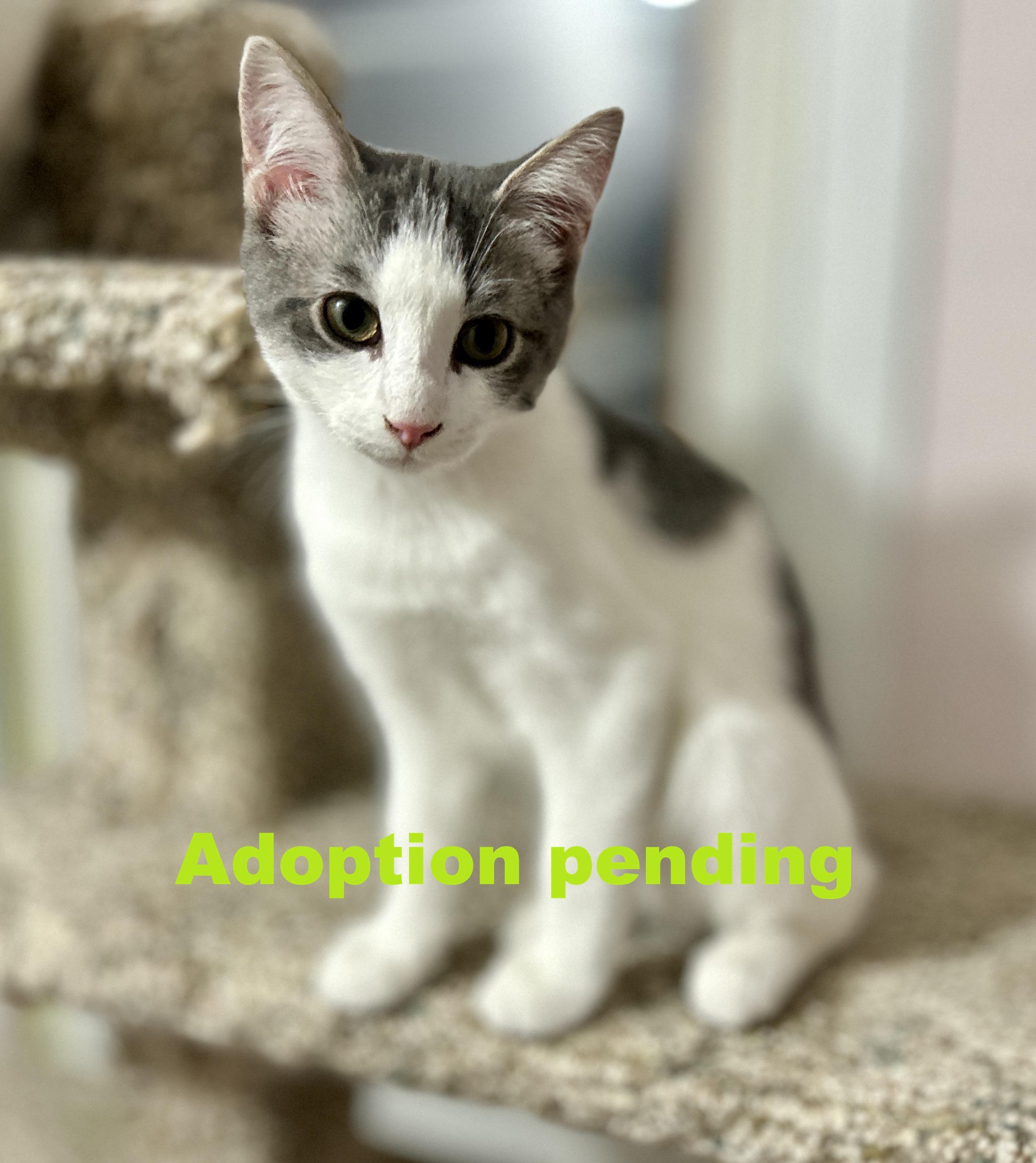 Pongo, ADOPTABLE, Kitten Male Domestic Short Hair.
