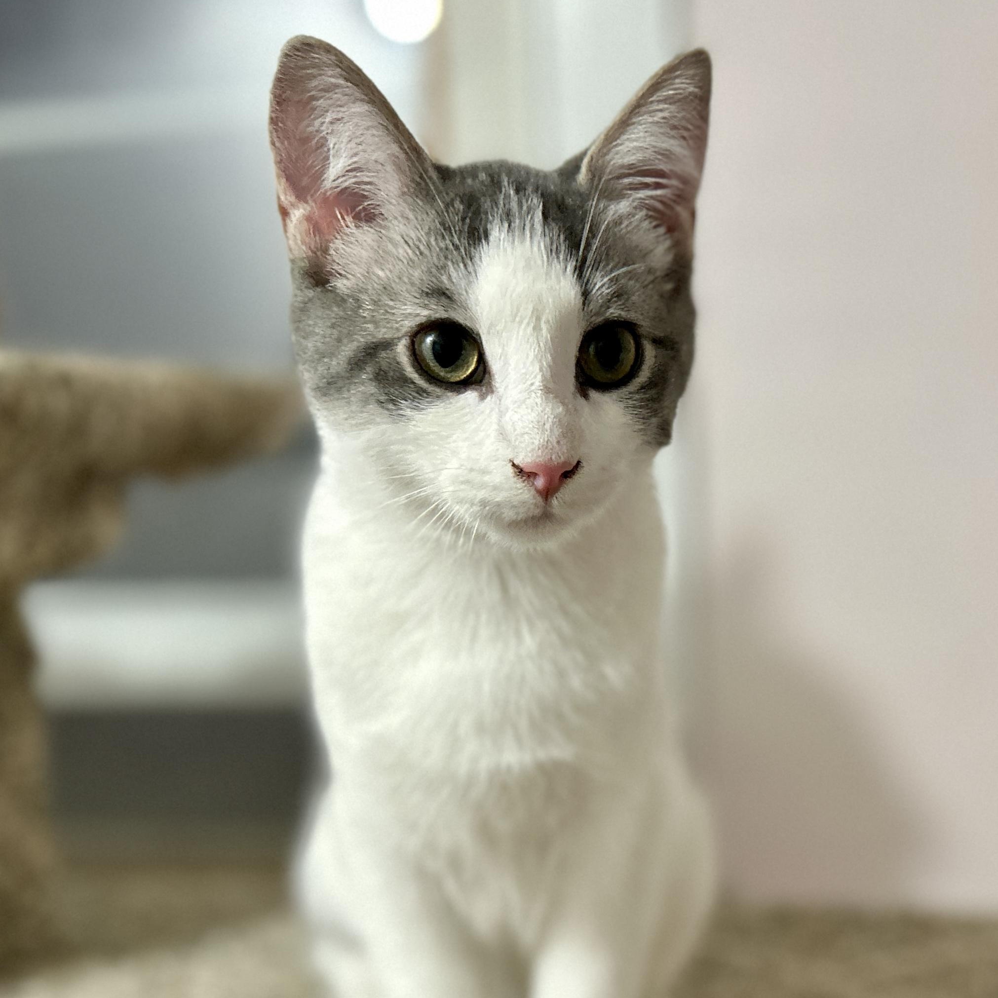 Pongo, ADOPTABLE, Kitten Male Domestic Short Hair.