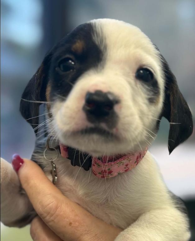 Enlarge Sally, a Adoptable mixed breed in Eutawville, SC image 4/4